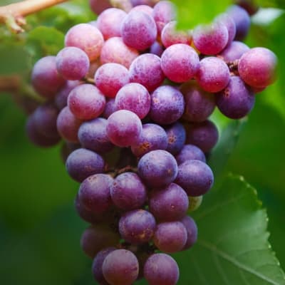 Fungicide crop protection thumbnail