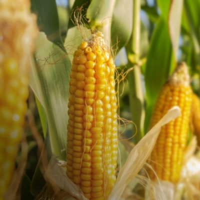 Herbicide crop protection thumbnail