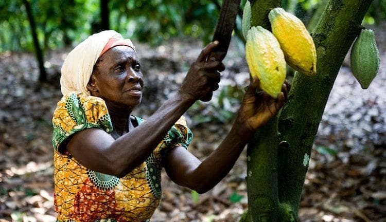 Grace Osei, Cocoa Farmer