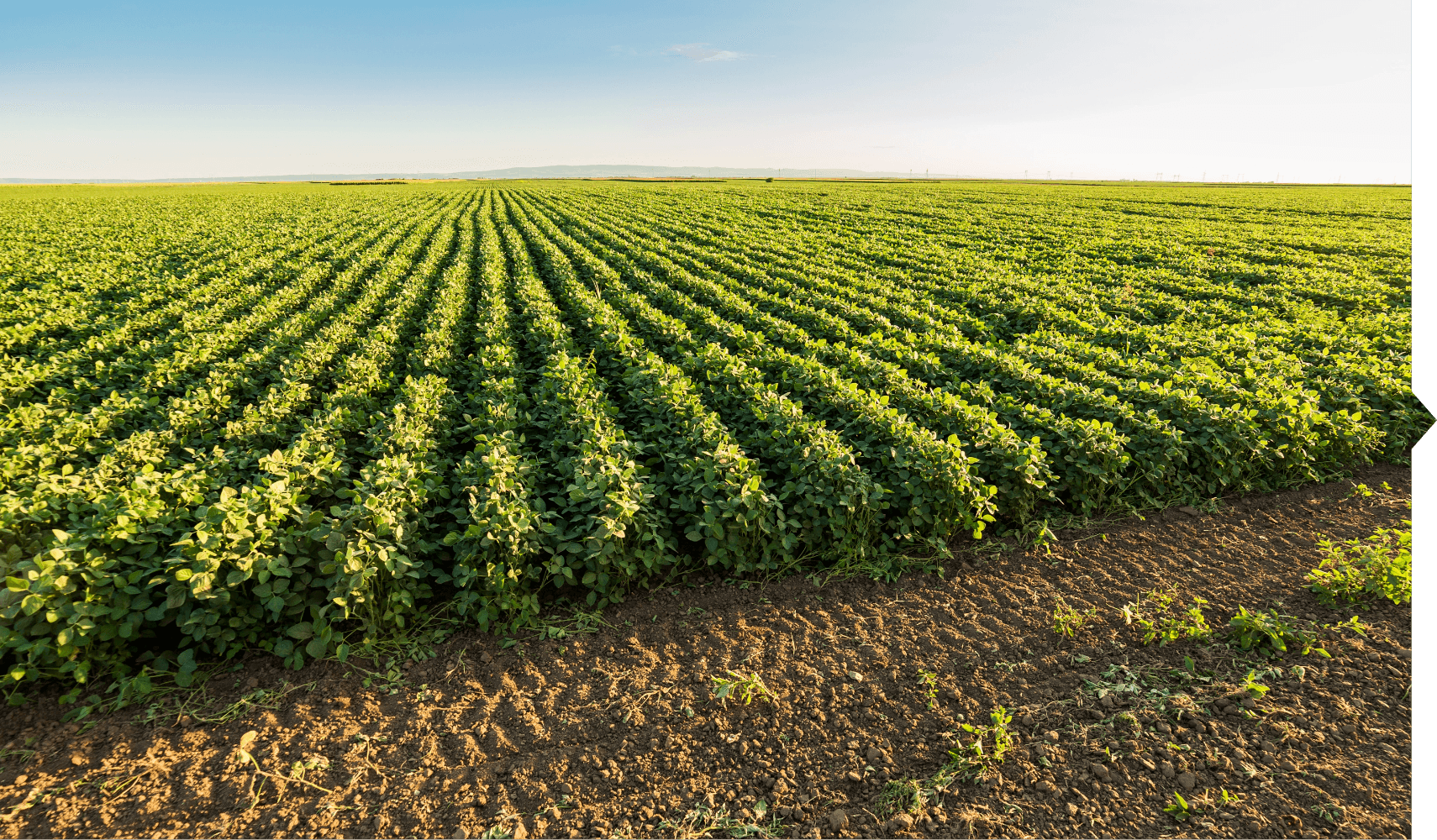 A productive agricultural field