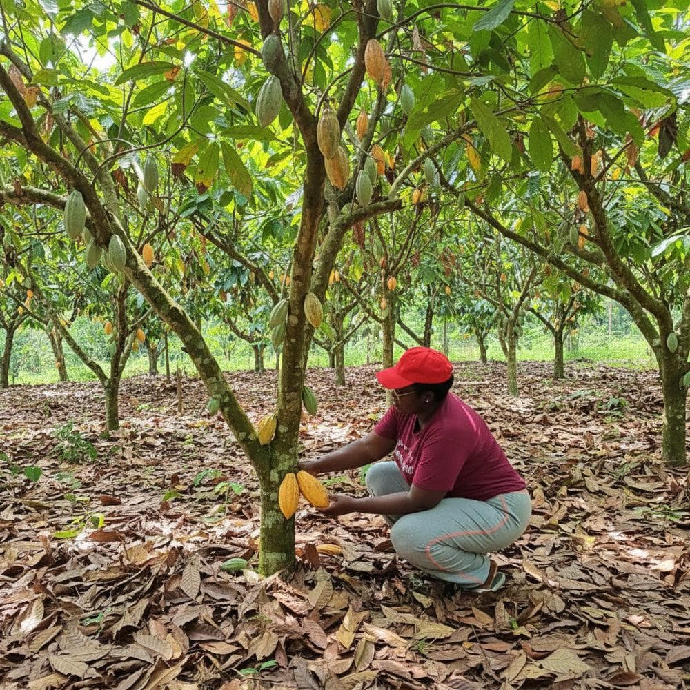 Ama Boateng, Cocoa Farmer